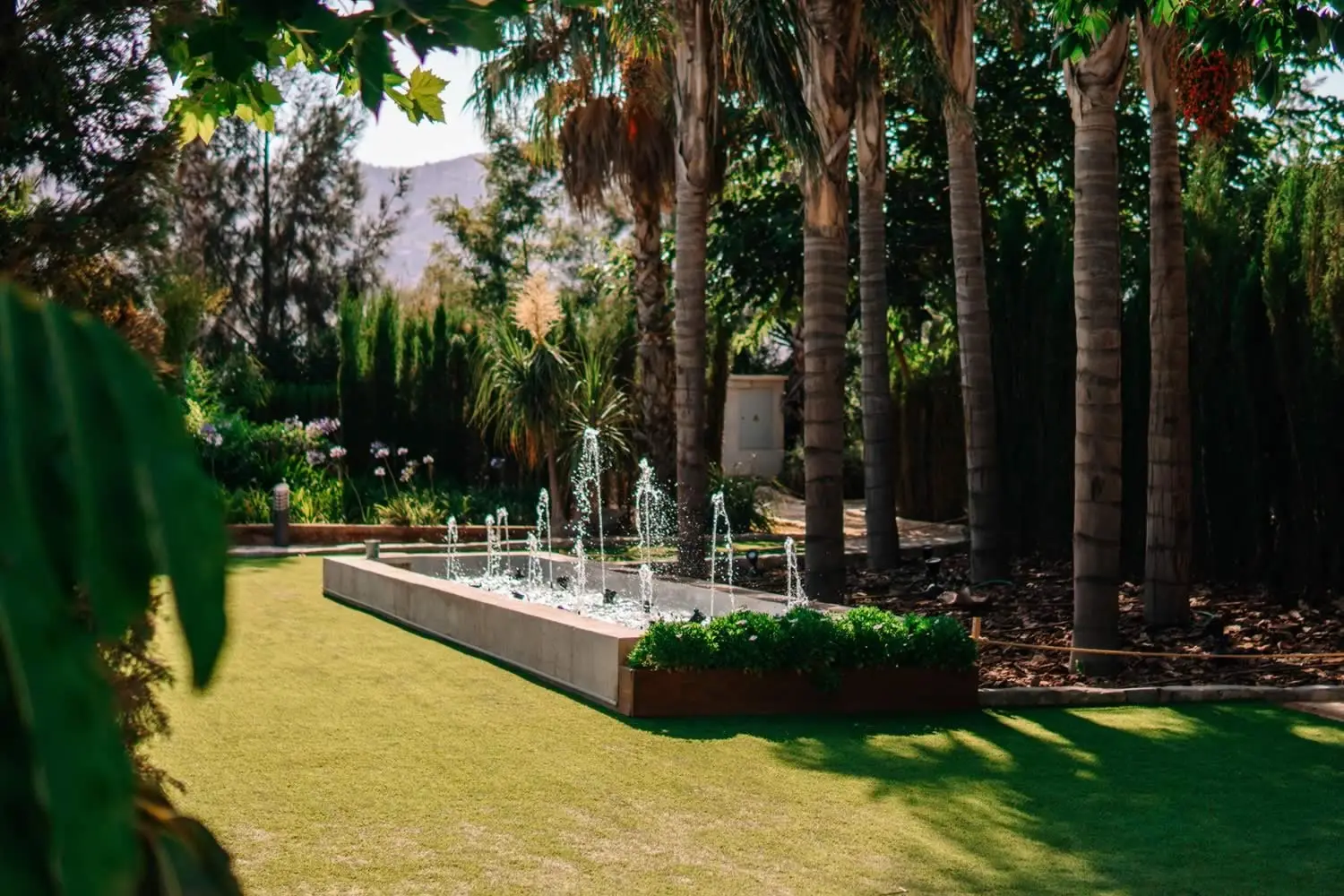 Los surtidores de la fuente entre palmeras, con el césped al sol